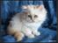 Colorpoint Gismo
