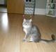 Maine Coon R.I.P. Aja