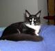 Maine Coon Gugger's Tana