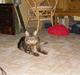 Maine Coon Mille