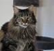 Maine Coon Gugger  Limosa
