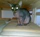 Sphynx Honny
