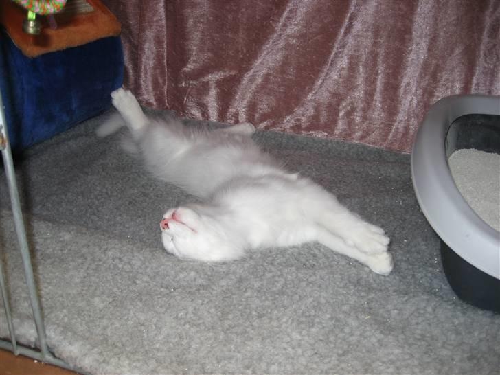 Norsk Skovkat Fyns Skovkatte's Annemone - Pyyh det er godt nok varmt! billede 15