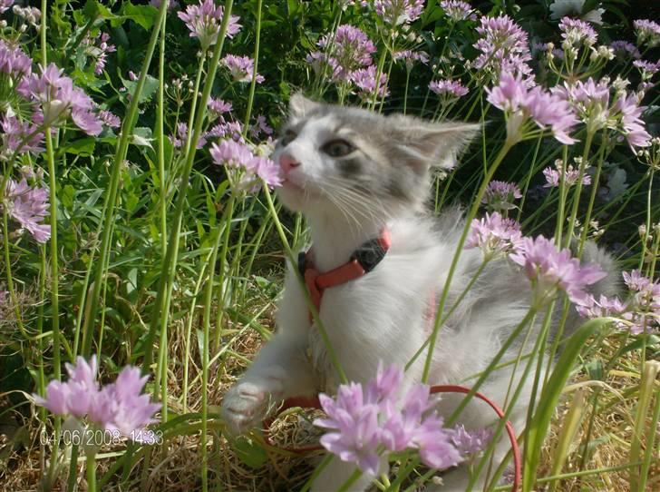 Norsk Skovkat Aksel billede 8