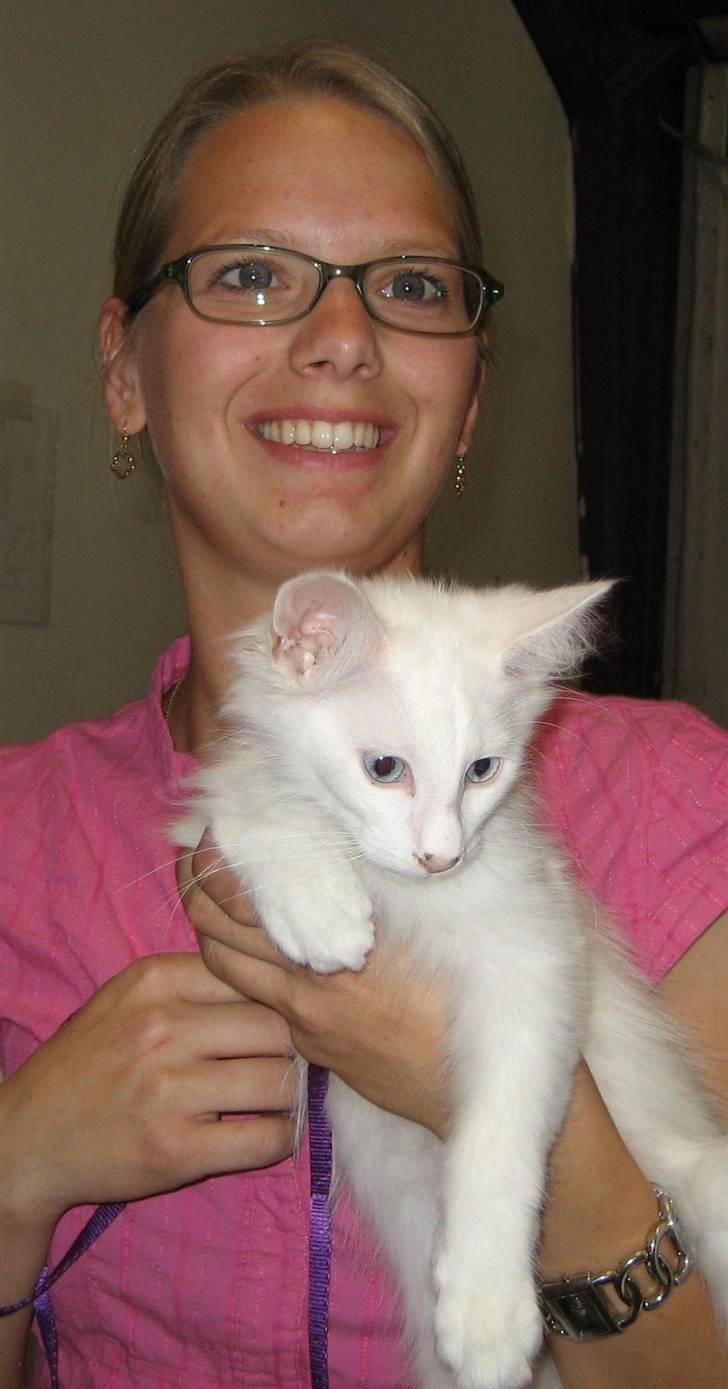 Norsk Skovkat Fyns Skovkatte's Annemone - Klar til at komme på scenen billede 16