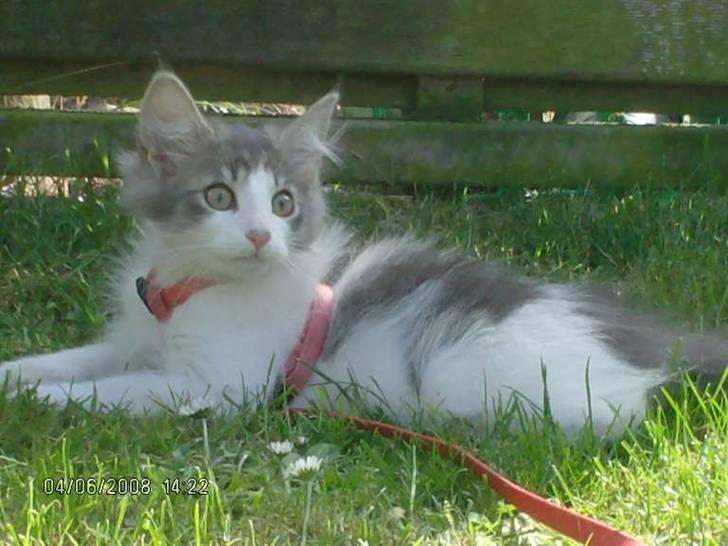 Norsk Skovkat Aksel billede 9