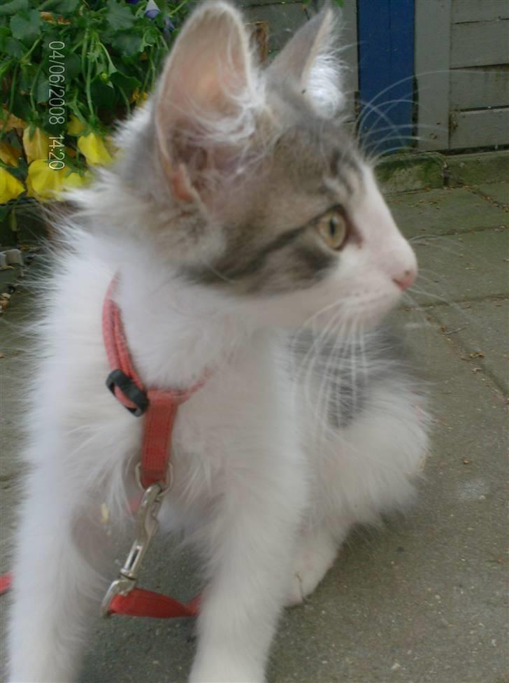 Norsk Skovkat Aksel billede 10