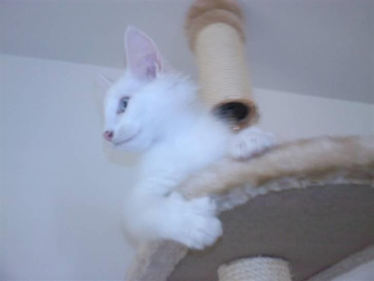 Norsk Skovkat Fyns Skovkatte's Annemone - ligger på øverste etage i kradsetårnet... helt oppe under loftet... billede 17