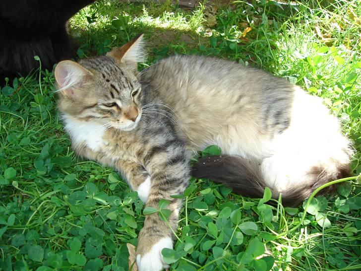 Maine Coon harry(of diamonds dream) billede 12