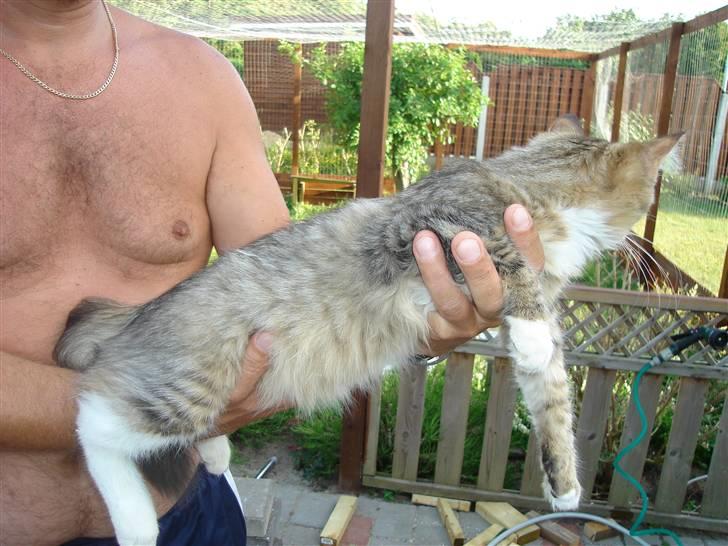 Maine Coon harry(of diamonds dream) billede 13