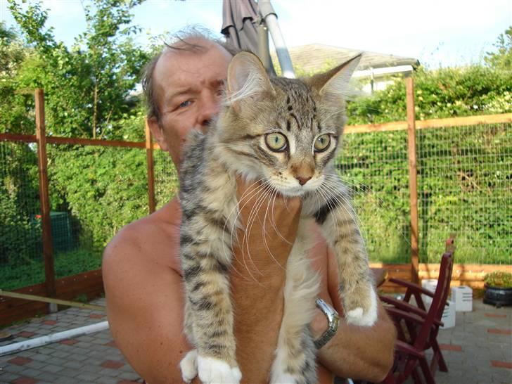 Maine Coon harry(of diamonds dream) billede 14