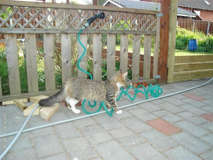 Maine Coon harry(of diamonds dream) billede 15