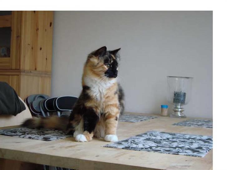 Blanding af racer Maya - Lillepigen d. 16/102008.  billede 1