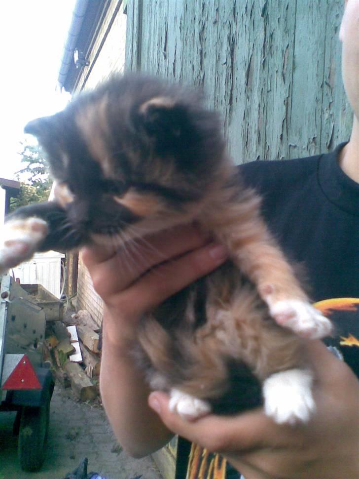 Blanding af racer Maya - Inden vi fik hende hjem. :bb billede 2