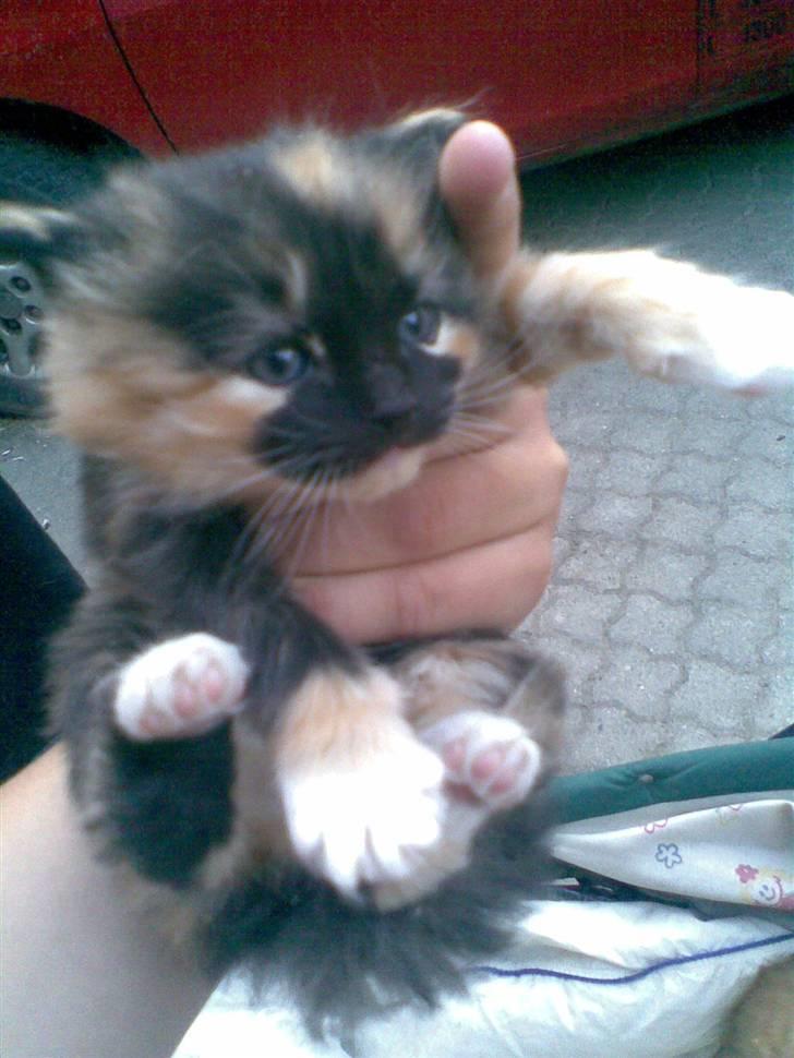 Blanding af racer Maya - Charmerende? Det siger min mor & far ihvertfald. <3 billede 3