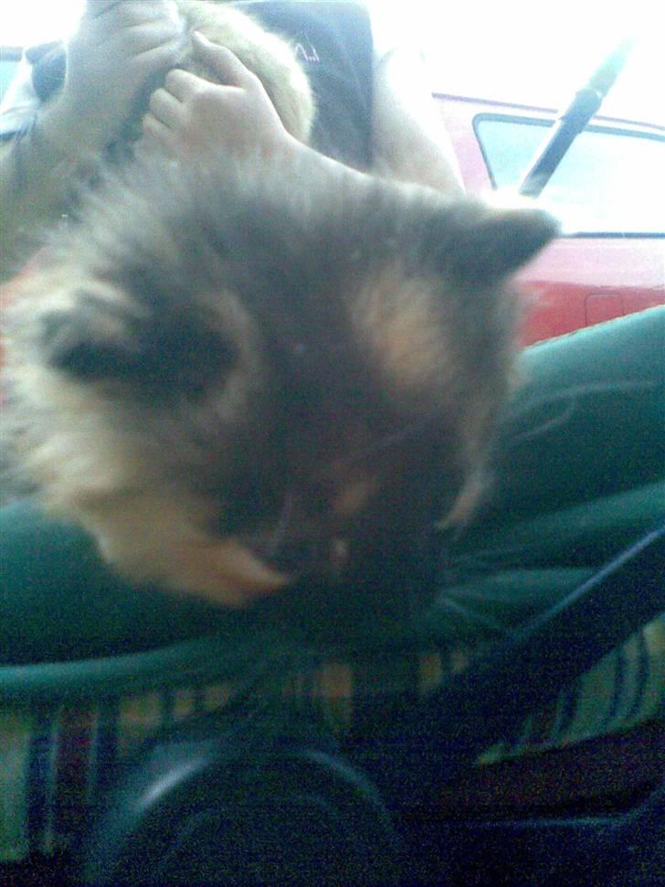 Blanding af racer Maya - Heey, hvad er det du har der? billede 4