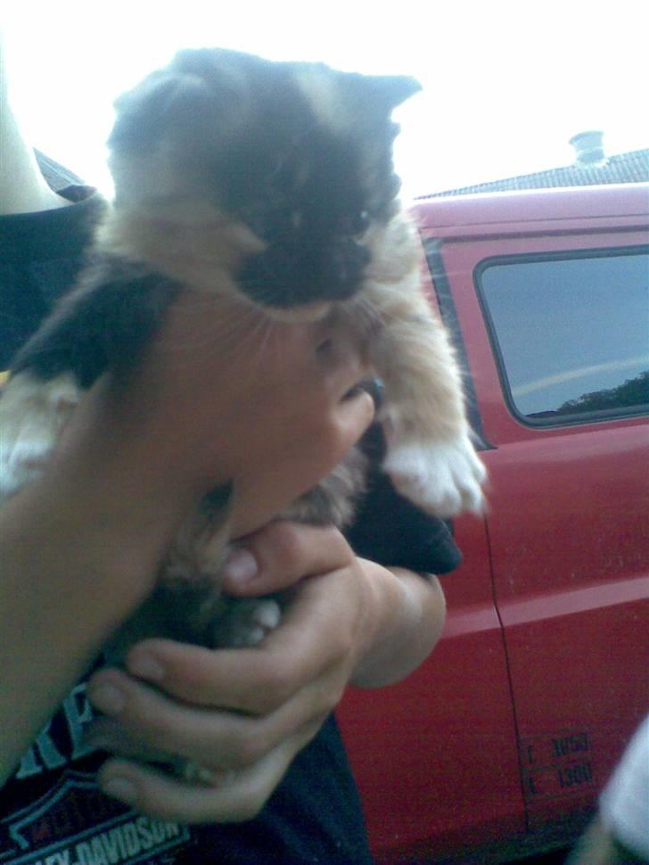 Blanding af racer Maya - Inden vi fik hende hjem. :bb billede 5