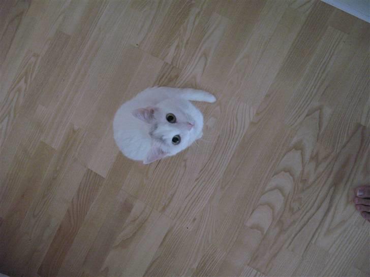 Huskat Armani - Armani A.K.A Minimis... billede 1