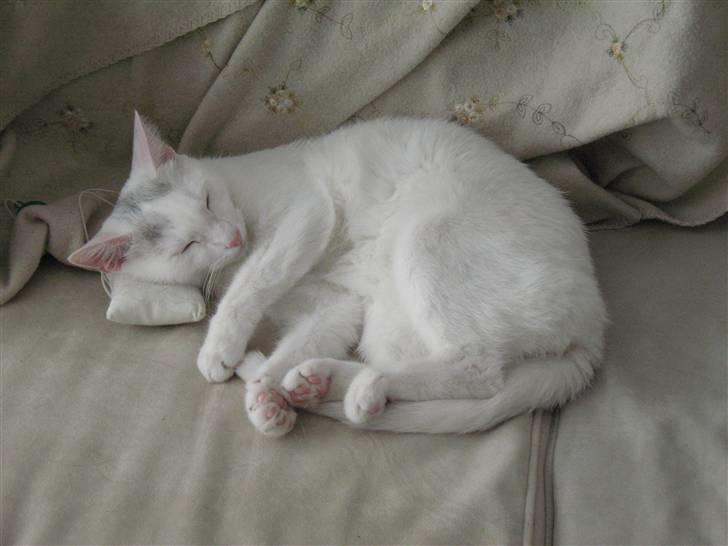 Huskat Armani billede 2