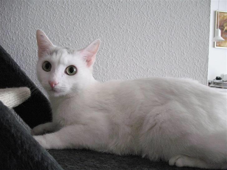 Huskat Armani - Argh, jeg har jo morgenhår! billede 3