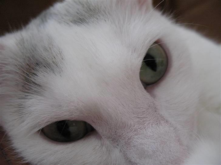 Huskat Armani - Et surt blik over at få stoppet kameraet op i hovedet under en middagslur... billede 4