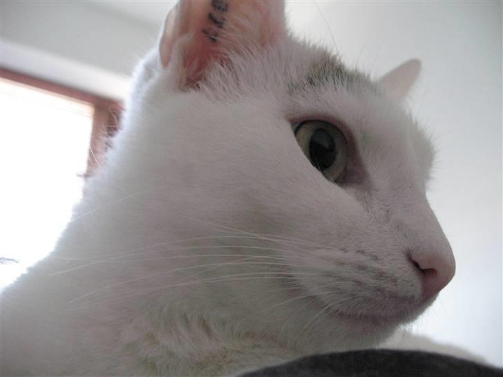 Huskat Armani billede 5