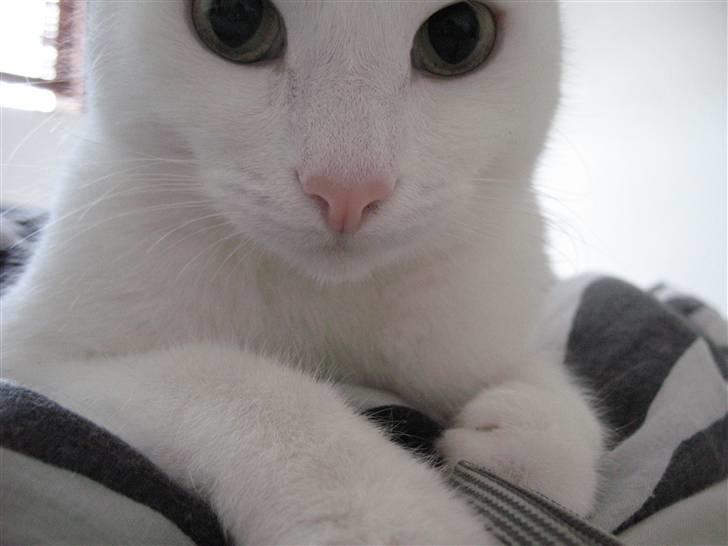 Huskat Armani - Det er svært at få closeups af hovedet når kamerasnoren skal fanges! billede 6