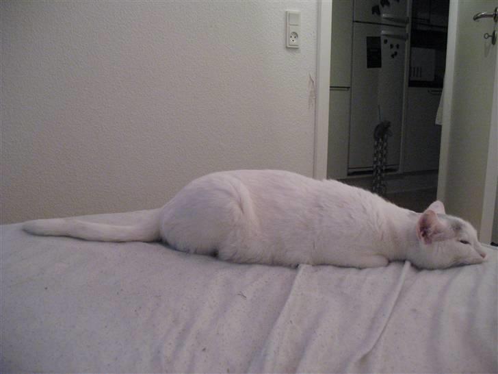 Huskat Armani - Armanis berømte imitation af en legetøjsmus! billede 7