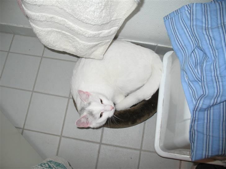 Huskat Armani - Armanis yndlingsplads om vinteren, en lille seng oven på gulvvarmen i badeværelset. billede 8