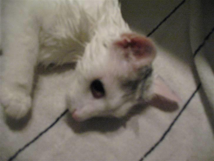 Huskat Armani - Mmmm han elsker at komme med i bad og blive så våd som overhovedet muligt, bagefter skal man nemlig tørres... billede 9