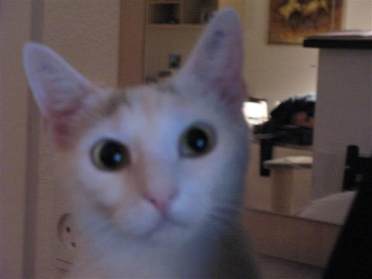 Huskat Armani - Glade mis... billede 10