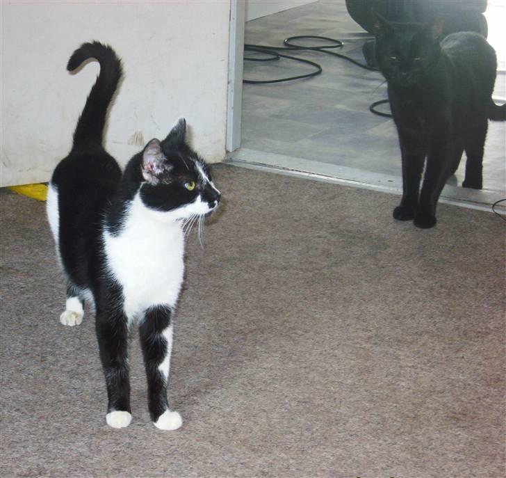 Huskat Kisser.  - I stuen, for anden gang. Nyt. billede 6