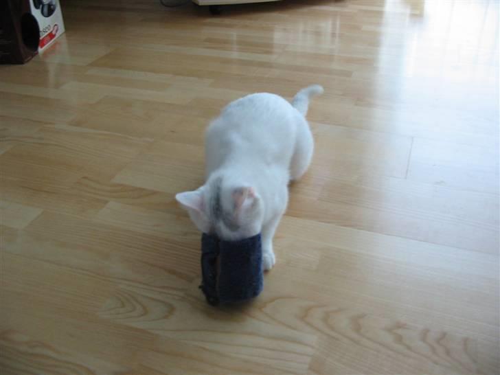 Huskat Armani - Han har aldrig rigtig forstået pointen i meget af sit legetøj, den her skulle man rulle rundt med på gulvet.... Tsk, tsk, tsk... billede 11