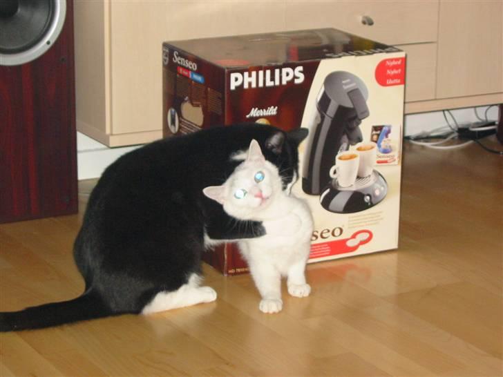 Huskat Armani - En kaffemaskine kasse er det bedste legetøj hvis man tilsætter et par ekstra huller i kassen! billede 12