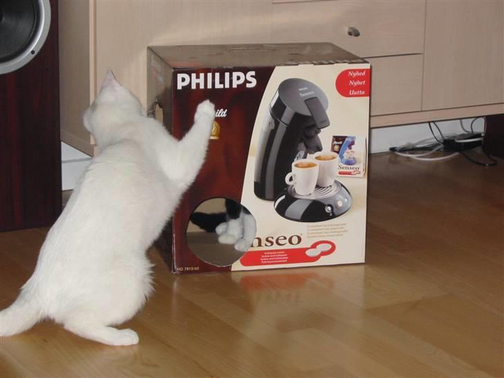 Huskat Armani - Hævnen er sød... billede 13