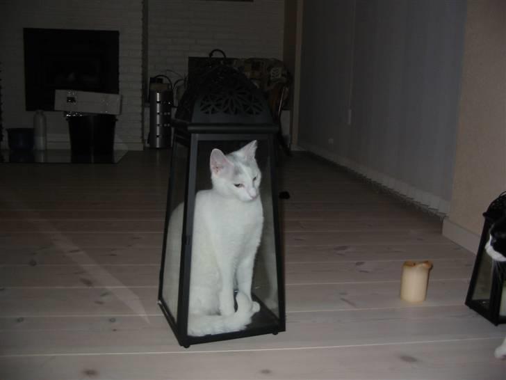 Huskat Armani - Man siger nysgerrighed slog katten ihjel.... Den gjorde vores kat til lampeånd;o) billede 14