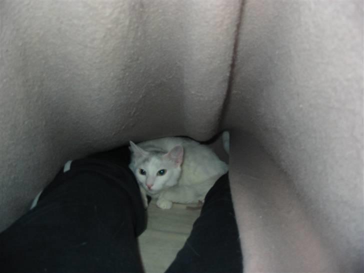 Huskat Armani - Armani elsker at ligge mellem fødderne under et tæppe! billede 15