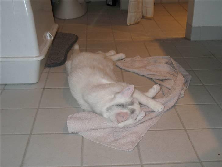 Huskat Armani - Armani på badeværelset... billede 16