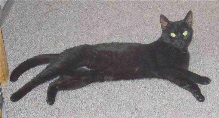 Huskat Beauty.  - Det er alt for varmt. Nyt. billede 7