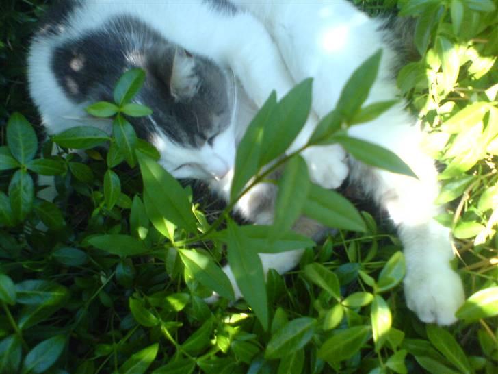 Blanding af racer Flossy (L' ;b billede 10