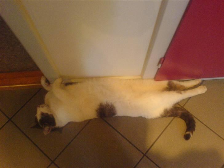 Blanding af racer Flossy (L' ;b billede 11