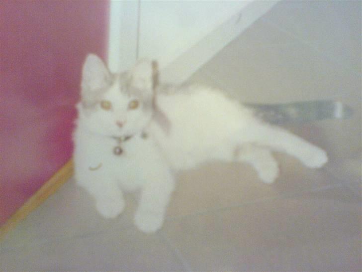 Blanding af racer Flossy (L' ;b billede 12