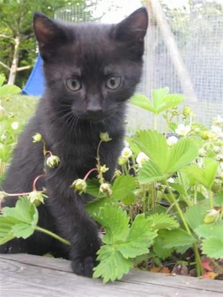 Huskat Prince of darkness - er jeg ikke kær?    (c)  taget af Freja Sif A billede 1