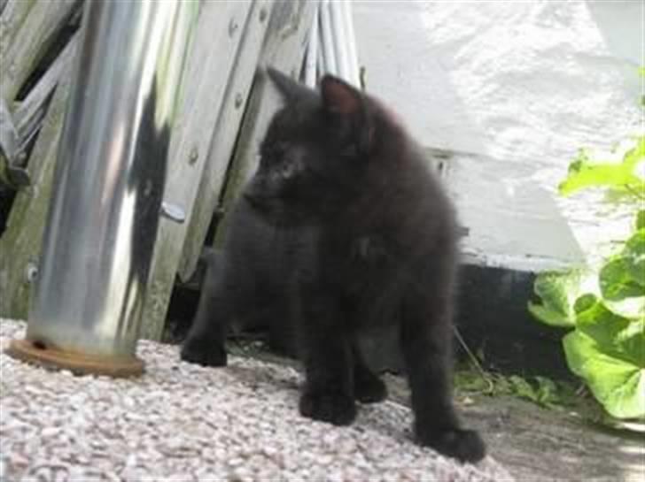 Huskat Prince of darkness - jeg er en lille panter på tur i haven.. :p    (c)   Taget af Freja Sif A billede 2