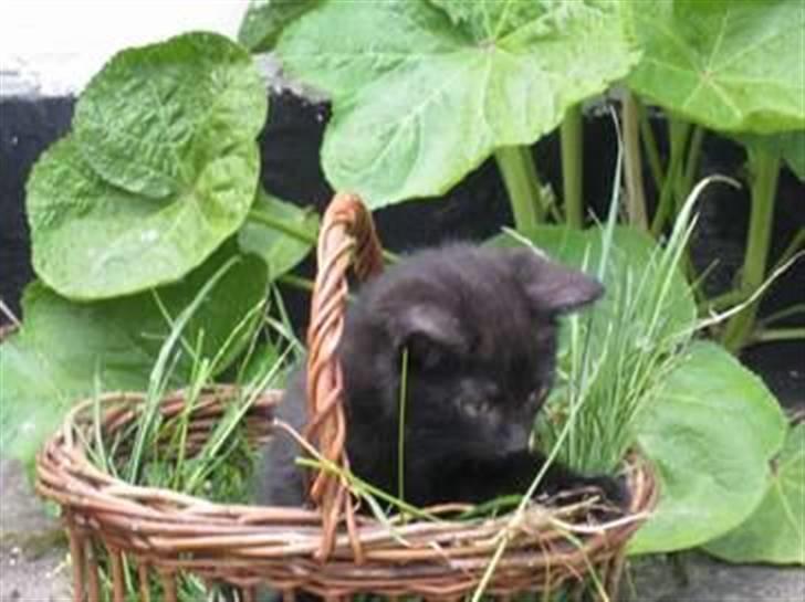 Huskat Prince of darkness - jordbær rocks.. :D  (c) Taget af Freja Sif A billede 3