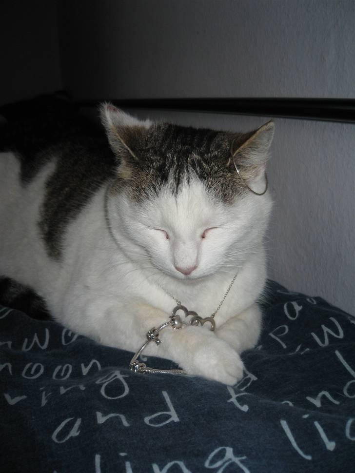 Huskat Mis - Er jeg ikke bare fin? billede 1