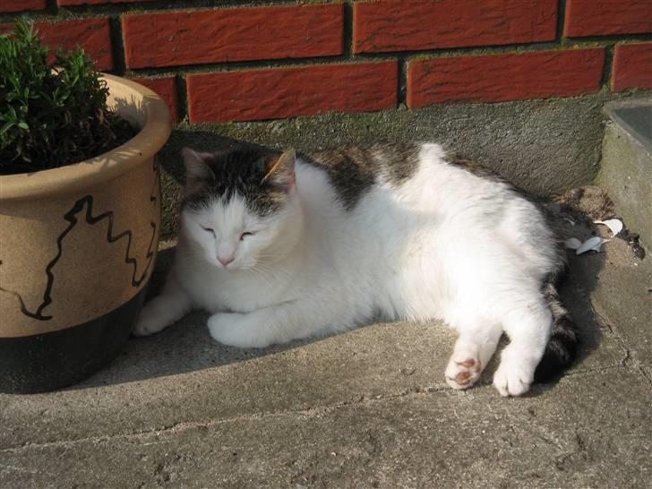 Huskat Mis billede 2