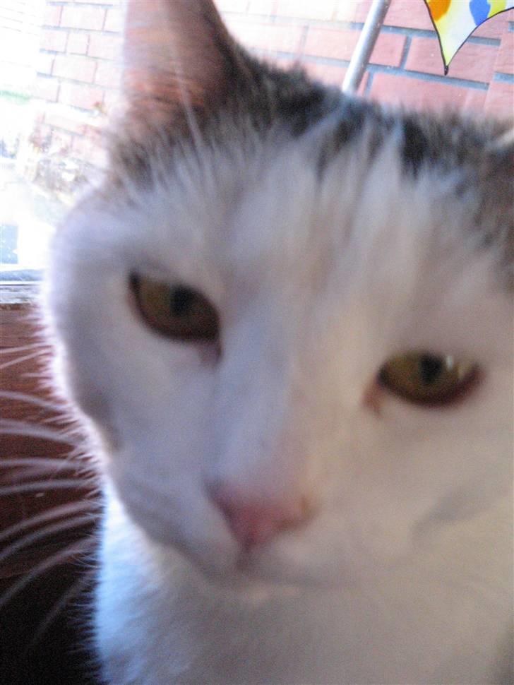 Huskat Mis billede 3