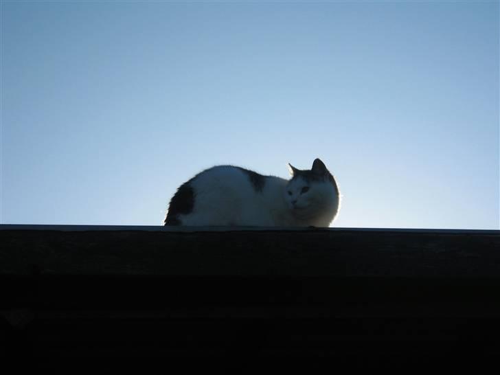 Huskat Mis - Her er jeg så oppe på gargen.. billede 5