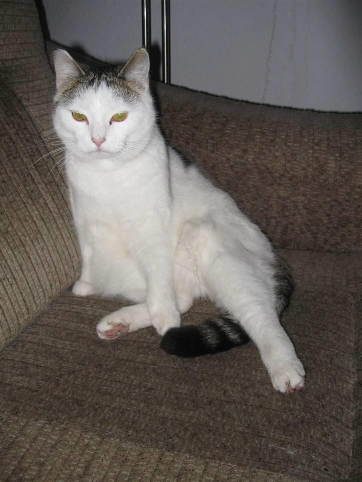 Huskat Mis billede 6